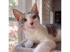 Adopt PUDDING a Gray or Blue Domestic Shorthair / Mixed cat in San Antonio