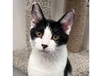 Adopt Alfredo a All Black Domestic Shorthair / Mixed cat in Pleasanton