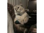 Adopt Nova a White (Mostly) Domestic Mediumhair / Mixed (medium coat) cat in