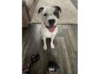 Adopt Boss a Brindle - with White American Pit Bull Terrier / Mixed dog in Lutz