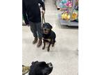Adopt Hela a Black - with Tan, Yellow or Fawn Rottweiler / Mixed dog in Upland