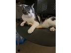 Adopt Theodore a Black & White or Tuxedo Tabby / Mixed (medium coat) cat in