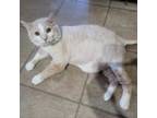 Adopt Tanner a Tan or Fawn Domestic Mediumhair / Mixed cat in Galesburg