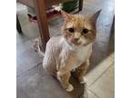 Adopt Louis a Orange or Red Domestic Mediumhair / Mixed cat in Galesburg