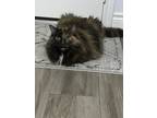 Adopt Kyra a Brown or Chocolate (Mostly) Domestic Longhair / Mixed (long coat)