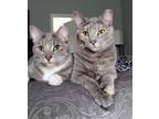 Adopt Nawzie & Roya a Gray or Blue (Mostly) Domestic Mediumhair / Mixed cat in
