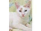 Adopt Indra a White (Mostly) Domestic Shorthair (short coat) cat in Seminole