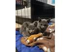 Adopt Blue & Moon a Gray or Blue American Shorthair / Mixed (short coat) cat in