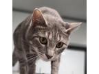 Adopt Trudie a Gray or Blue Domestic Shorthair / Mixed cat in Carroll