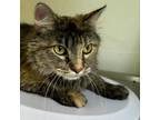 Adopt Cranky a Tan or Fawn Domestic Mediumhair / Mixed cat in Warrensburg