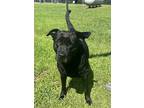 Adopt Midnight a Black Labrador Retriever / Mixed dog in Newport, NC (38920730)