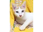 Adopt Adita a White (Mostly) Domestic Shorthair (short coat) cat in Seminole