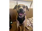 Adopt Riley a Brown/Chocolate - with White Black Mouth Cur / Mixed dog in