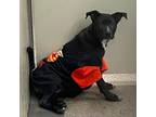 Adopt Cirila a Brindle Pit Bull Terrier / Mixed dog in Yuma, AZ (38920560)