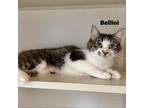 Adopt Bellini 23443 a White Domestic Mediumhair / Mixed cat in Escanaba