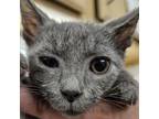 Adopt Magic a Gray or Blue Domestic Mediumhair / Mixed cat in Zanesville