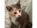 Adopt Mel 24238 a Calico or Dilute Calico Domestic Shorthair / Mixed cat in
