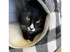 Adopt Sylvester a All Black Domestic Longhair / Mixed cat in Las Vegas