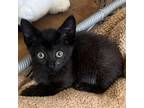 Adopt Little Girl a All Black Domestic Shorthair / Mixed cat in North Hollywood