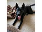 Adopt Fizz ~Foster Needed~ a Black - with White Belgian Malinois dog in