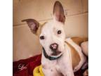 Adopt Leo a White - with Tan, Yellow or Fawn American Staffordshire Terrier /