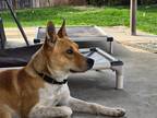 Adopt Shaggy a Mixed Breed (Medium) / Mixed dog in Coachella, CA (38920130)