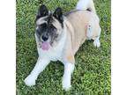 Adopt Mishka a Tan/Yellow/Fawn Akita / Mixed dog in Lakeland, FL (38919665)