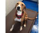 Adopt Belle a Tan/Yellow/Fawn Hound (Unknown Type) / Mixed dog in Lakeland