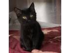 Adopt Twinkle Toes a All Black Domestic Shorthair / Mixed cat in Starkville