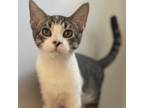 Adopt Rocky a White Domestic Shorthair / Mixed cat in Folsom, LA (38919829)