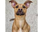 Adopt Royal a Tan/Yellow/Fawn Mixed Breed (Medium) / Mixed dog in Auburn