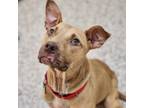 Adopt Itsy Bitsy a Tan/Yellow/Fawn Mixed Breed (Medium) / Mixed dog in Auburn