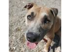 Adopt Karan a Tan/Yellow/Fawn Mixed Breed (Medium) / Mixed dog in Auburn