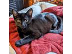 Adopt Juliet a All Black Domestic Shorthair / Mixed cat in Buffalo