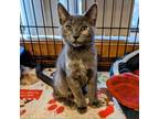 Adopt Molly a Gray or Blue Domestic Shorthair / Mixed cat in Buffalo