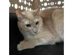 Adopt Mayo a Orange or Red Domestic Shorthair / Mixed cat in Lynchburg