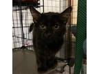 Adopt Stufful a All Black Domestic Shorthair / Mixed cat in Rayville