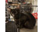 Adopt Purrserker a All Black Domestic Mediumhair / Mixed cat in Rayville