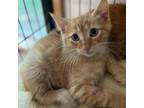 Adopt Fall a Orange or Red Domestic Shorthair / Mixed cat in Rayville