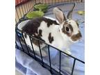 Adopt Charlie a Mini Rex / Mixed rabbit in Cornwall, ON (38919857)