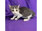 Adopt Elena a Gray or Blue Domestic Shorthair / Mixed cat in North Myrtle Beach