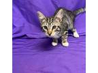 Adopt Edgar a Gray or Blue Domestic Shorthair / Mixed cat in North Myrtle Beach