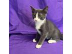 Adopt Ezra a Gray or Blue Domestic Shorthair / Mixed cat in North Myrtle Beach