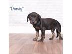 Adopt Dandy a Black Terrier (Unknown Type, Small) / Mixed dog in Montgomery