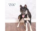 Adopt Zoe a Black Husky / Mixed dog in Montgomery, AL (38919684)