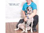 Adopt Seville a Black Cattle Dog / Mixed dog in Montgomery, AL (38919683)