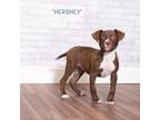 Adopt Hershey a Brown/Chocolate Retriever (Unknown Type) / Mixed dog in