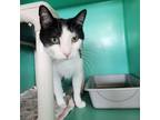 Adopt Burt a All Black Domestic Mediumhair / Mixed cat in Spanish Fork
