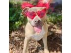 Adopt Honey a Tan/Yellow/Fawn American Staffordshire Terrier / Mixed dog in