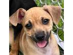 Adopt Michael a Tan/Yellow/Fawn Mixed Breed (Small) / Mixed dog in Bailey